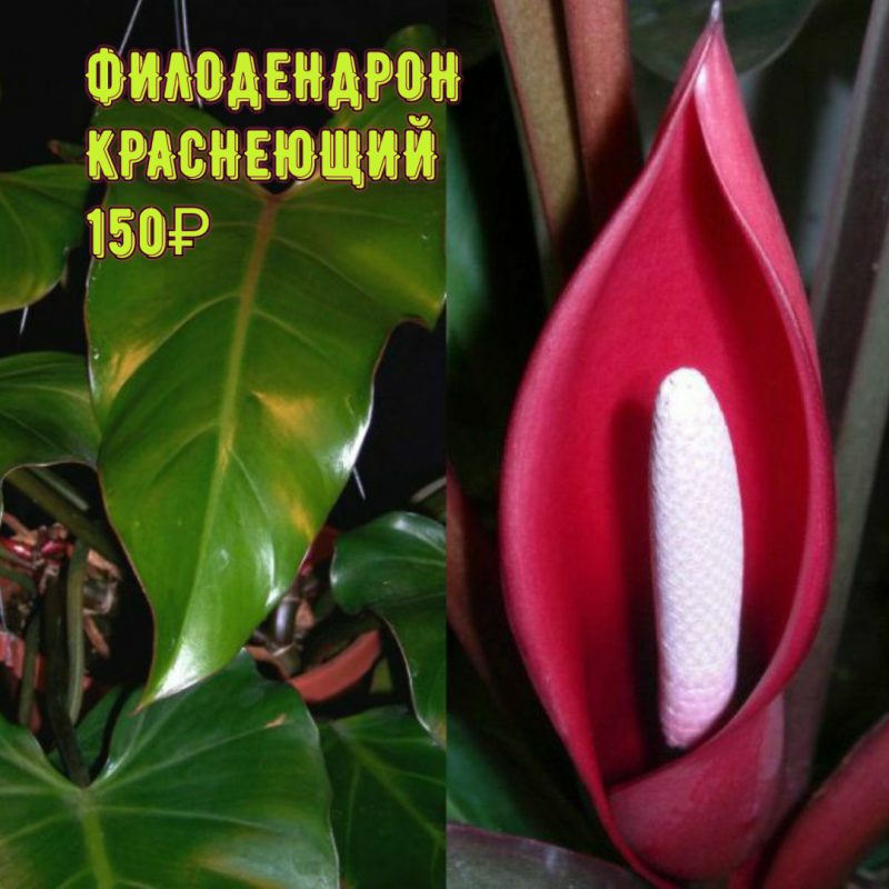 Филодендрон краснеющий