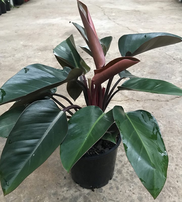 Philodendron Moonlight
