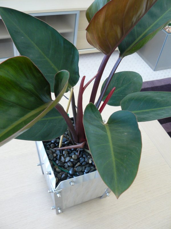 Philodendron Red Emerald Филодендрон