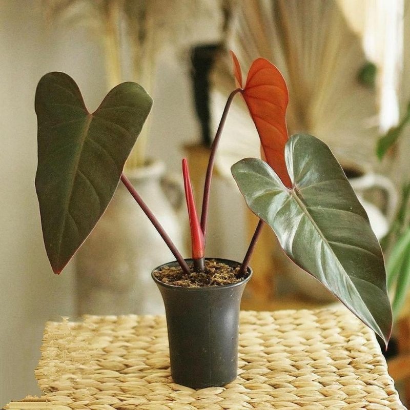 Филодендрон краснеющий Philodendron erubescens