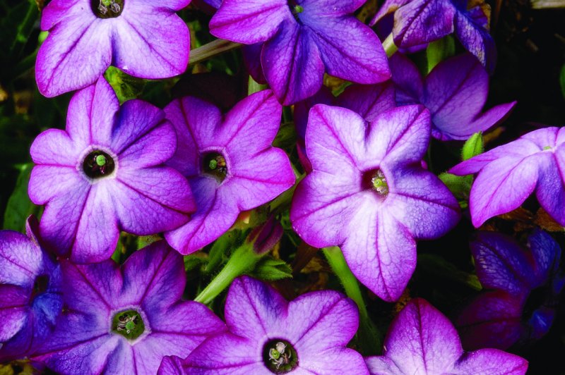 Табак крылатый Саратога Purple bicolor,