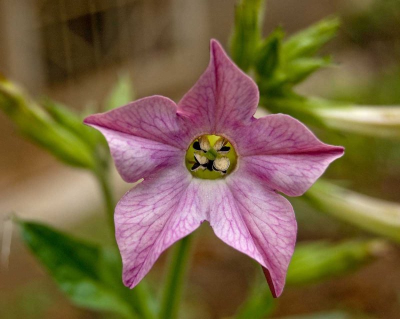 Табак душистый (Nicotiana alata)