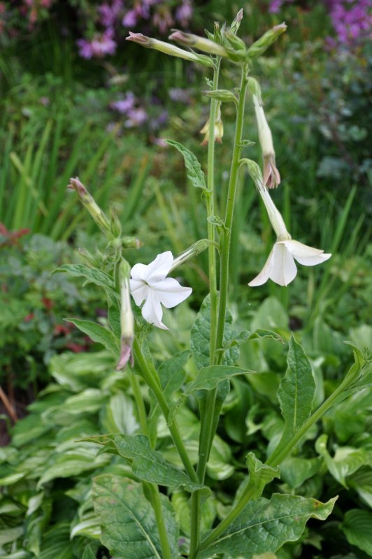 Nicotiana mutabilis