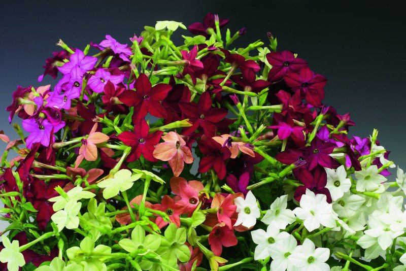 Табак крылатый Саратога Purple bicolor,