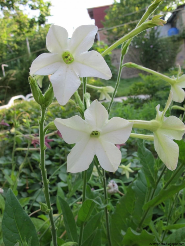Nicotiana suaveolens
