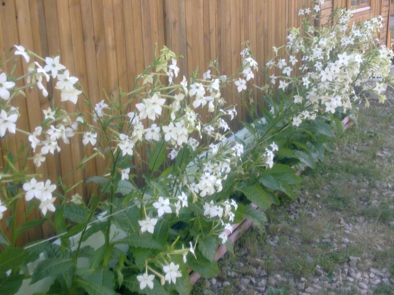 Табак душистый (Nicotiana alata)
