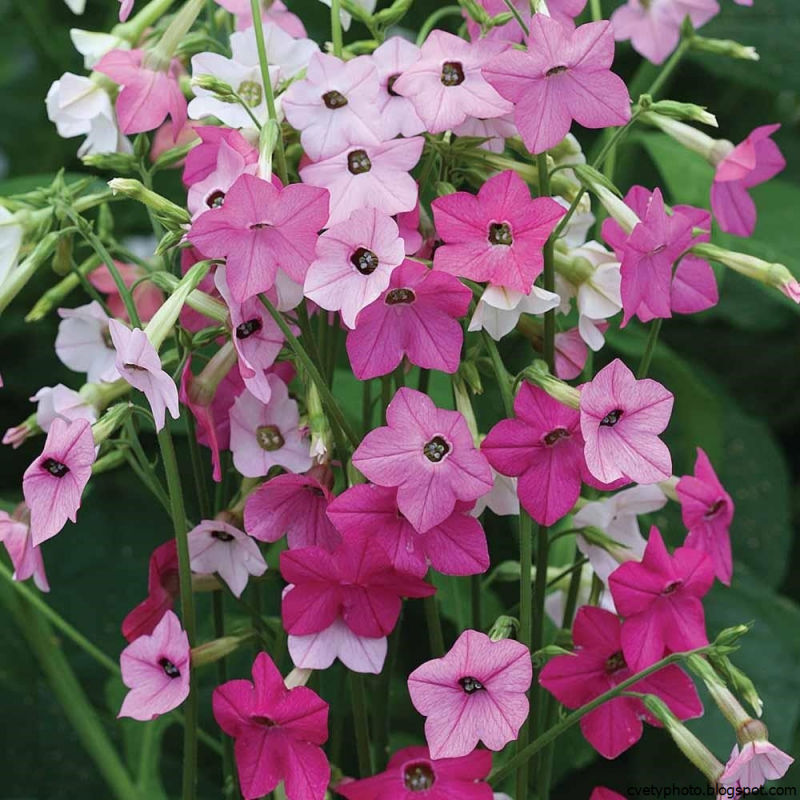 Табак душистый (Nicotiana alata)