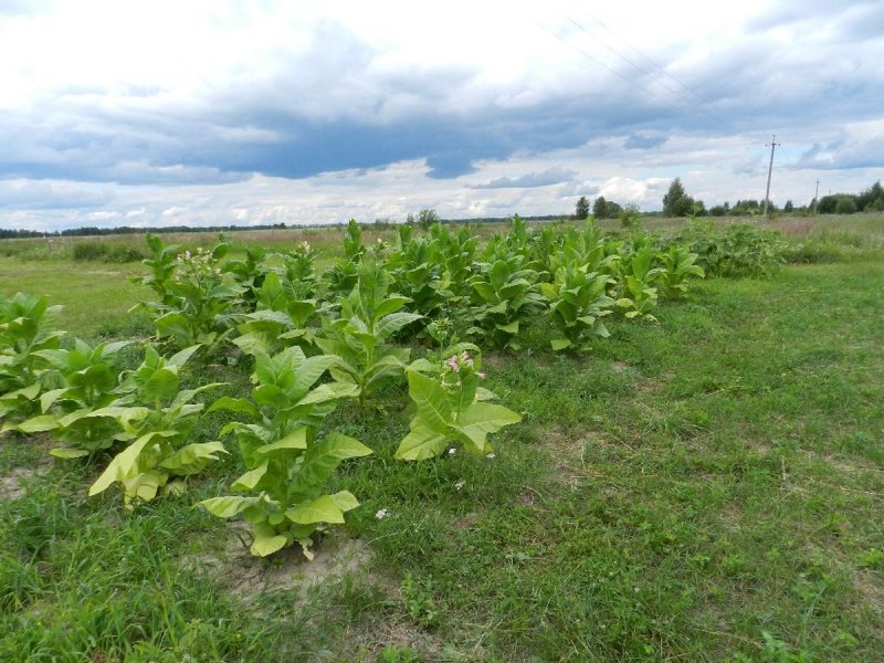 Табак крылатый (Nicotiana alata) Saratoga Mix
