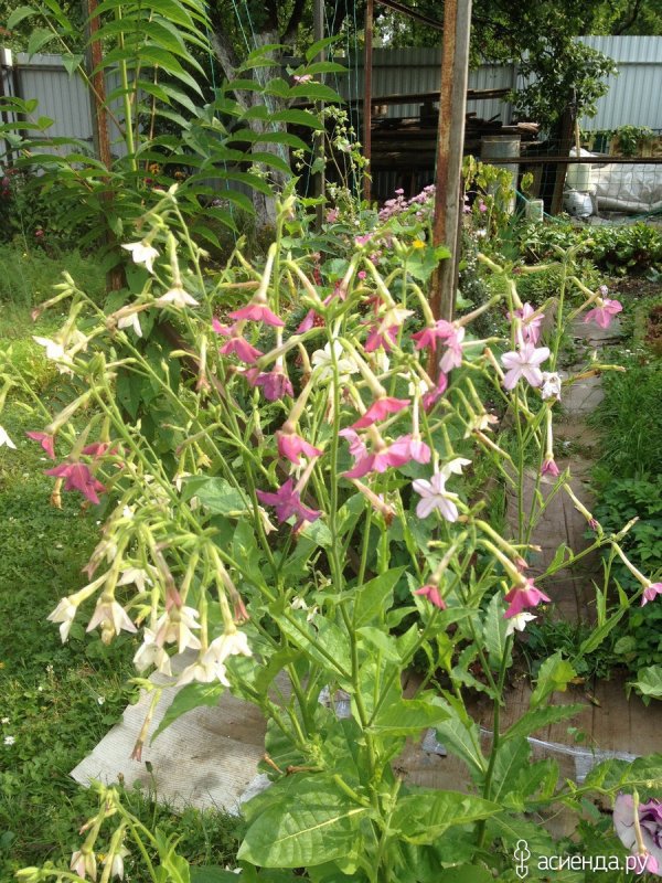Табак душистый (Nicotiana alata)