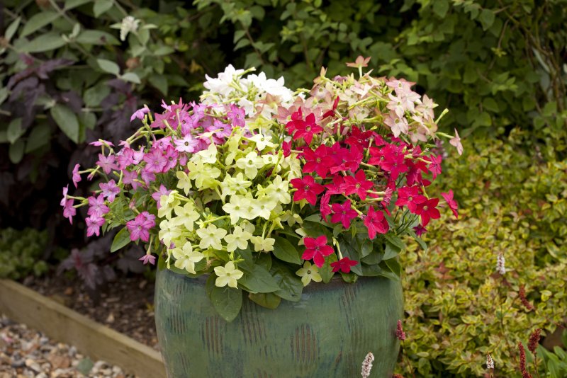 Табак крылатый (Nicotiana alata)