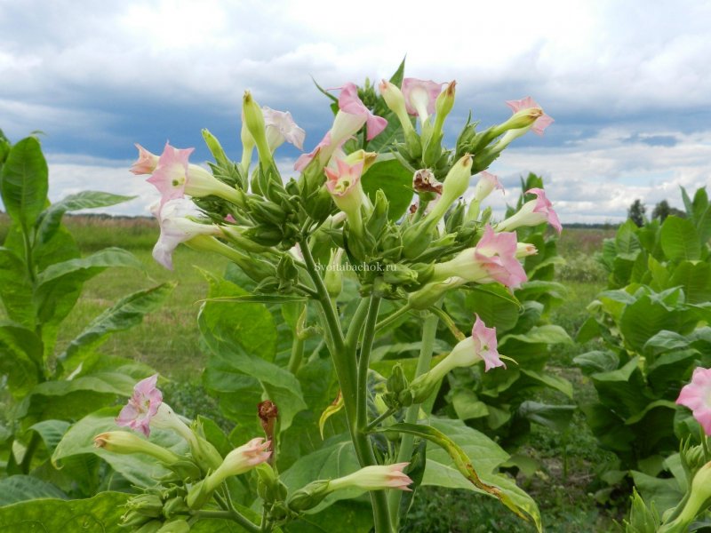 Табак махорка (Nicotiana Rustica l.)