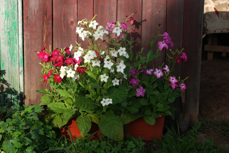 Табак крылатый Саратога Purple bicolor,