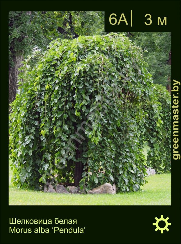 Шелковица pendula