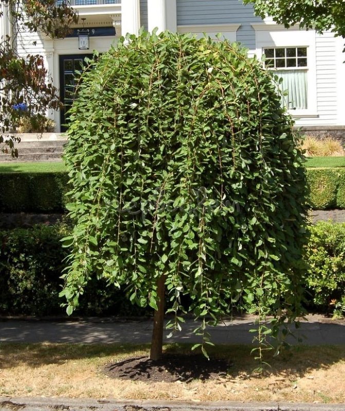 Шелковица черная (Morus nigra)