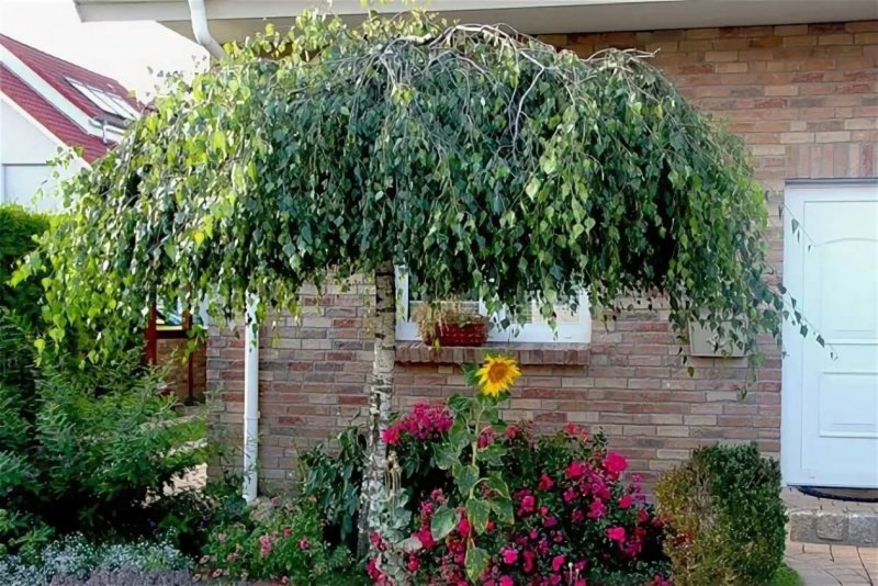 Шелковица pendula