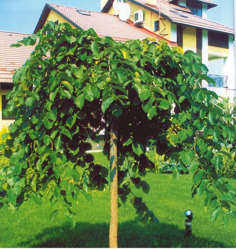 Ива Козья Kilmarnock