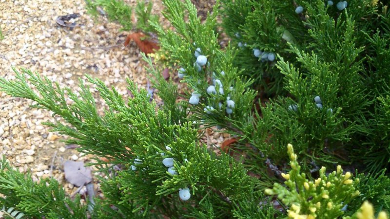 Можжевельник казацкий Juniperus Sabina “Tamariscifolia”