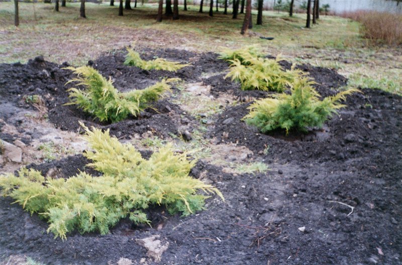 Juniperus Sabina Tamariscifolia