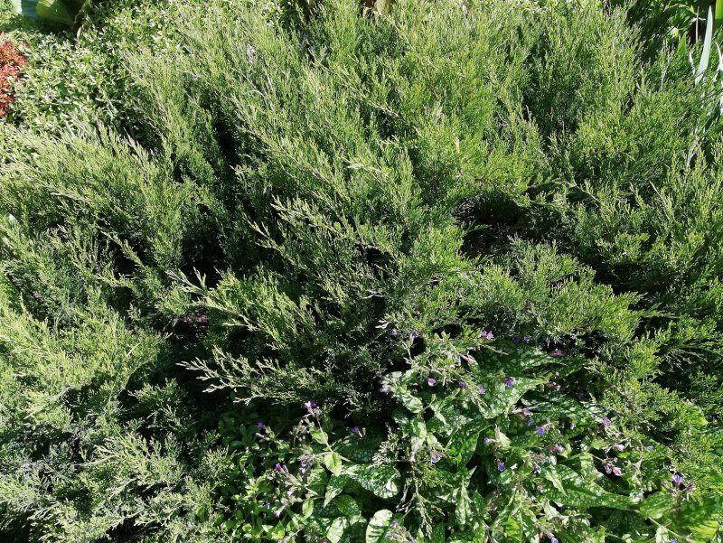 Можжевельник казацкий Juniperus Sabina “Tamariscifolia”