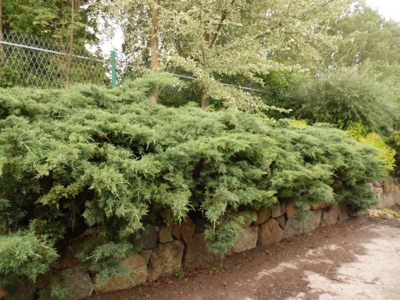 Можжевельник казацкий Tamariscifolia