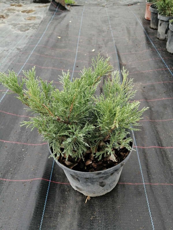 Можжевельник казацкий Juniperus Sabina “Tamariscifolia”