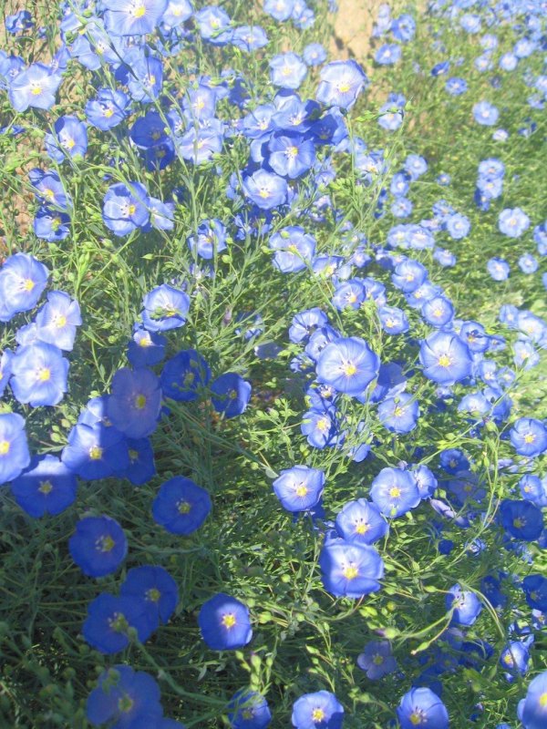Ферулелистный кореопсис Coreopsis ferulifolia