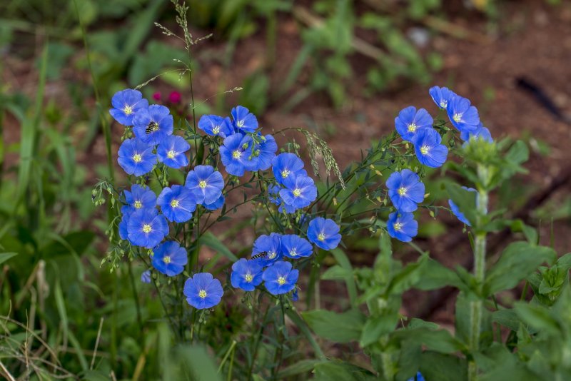 Лен многолетний Linum perenne