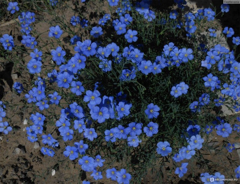 Лен многолетний Linum perénne