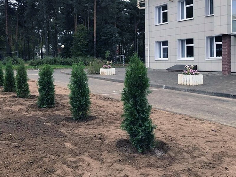 Туи дерево во дворе