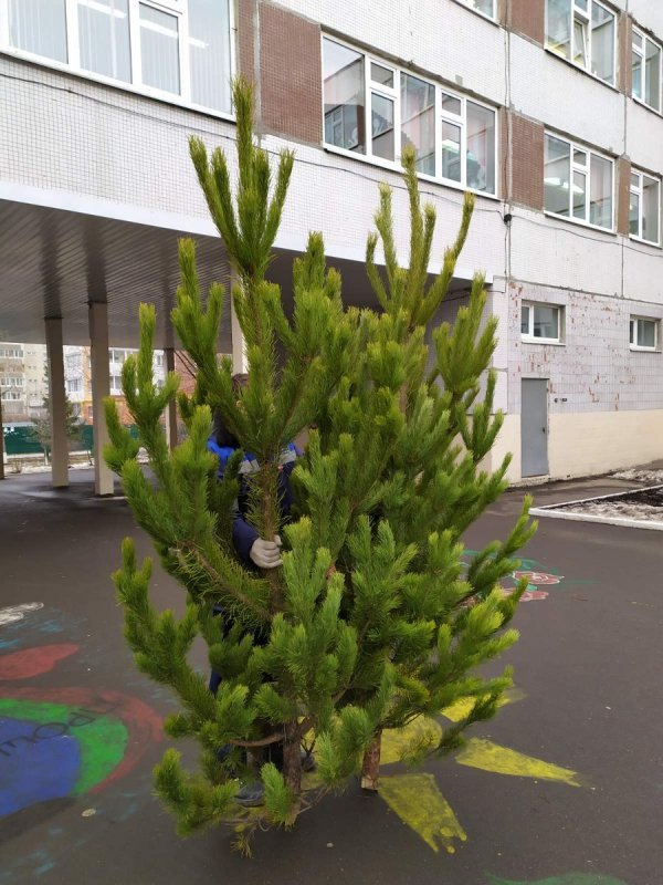 Ель во дворе многоквартирного дома