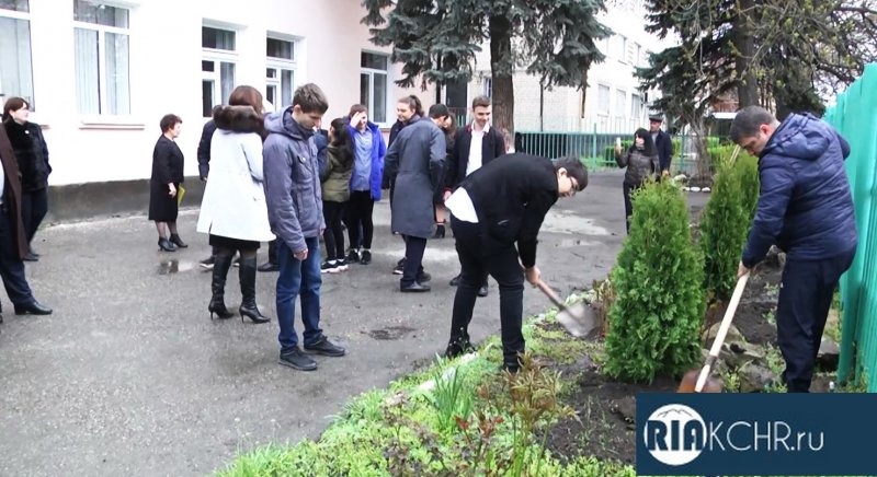 Туи во дворе многоквартирного дома