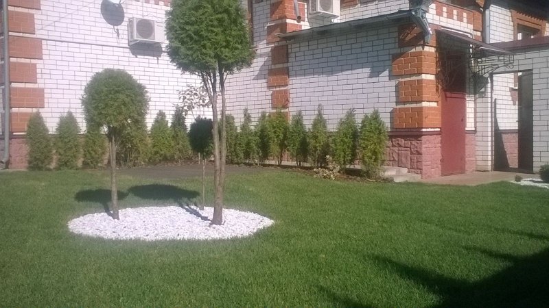 Туя шаровидная Даника с отсыпкой мраморной крошкой