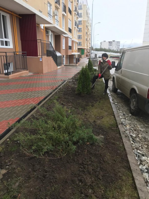 Кустарники на придомовой территории МКД