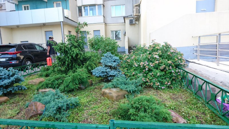 Кусты во дворе многоквартирного дома