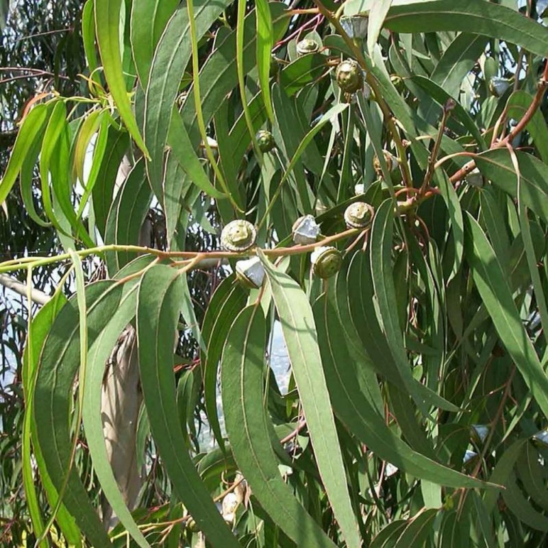 Эвкалипт прутовидный (Eucalyptus viminalis Labill)