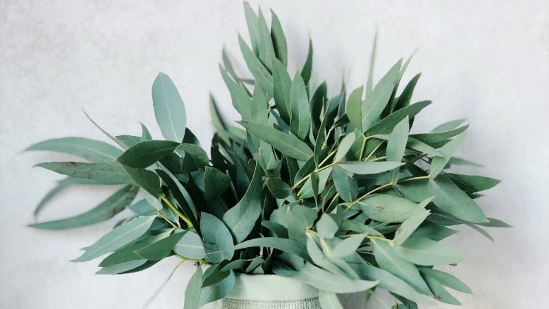 Эвкалипт Николи(лат. Eucalyptus nicholii)