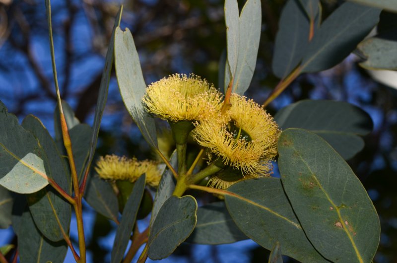 Eucalyptus Flowers