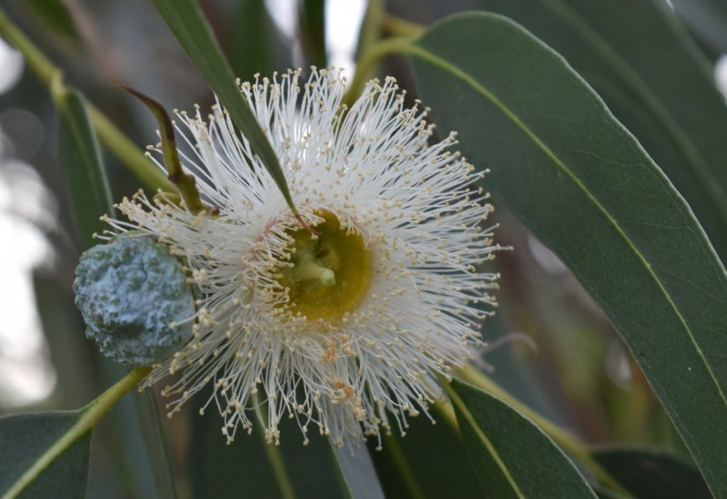 Eucalyptus globulus