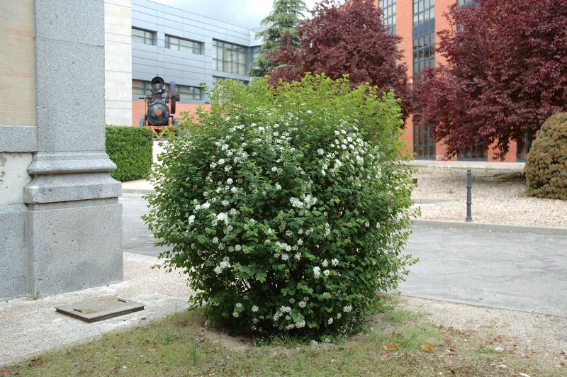 Спирея Вангутта кустарник