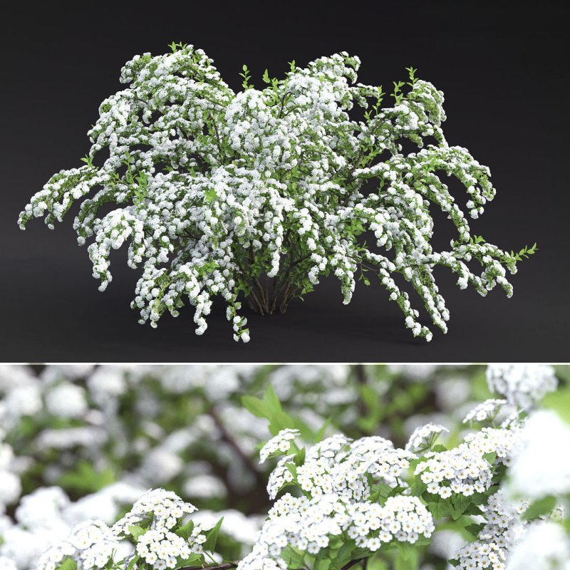 Спирея Вангутта (Spiraea vanhouttei)