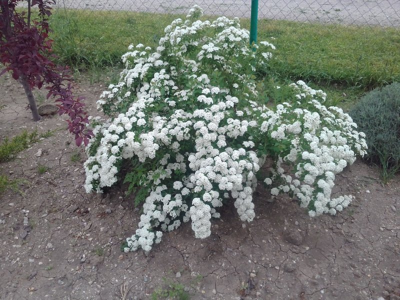 Спирея Вангутта (Spiraea vanhouttei)