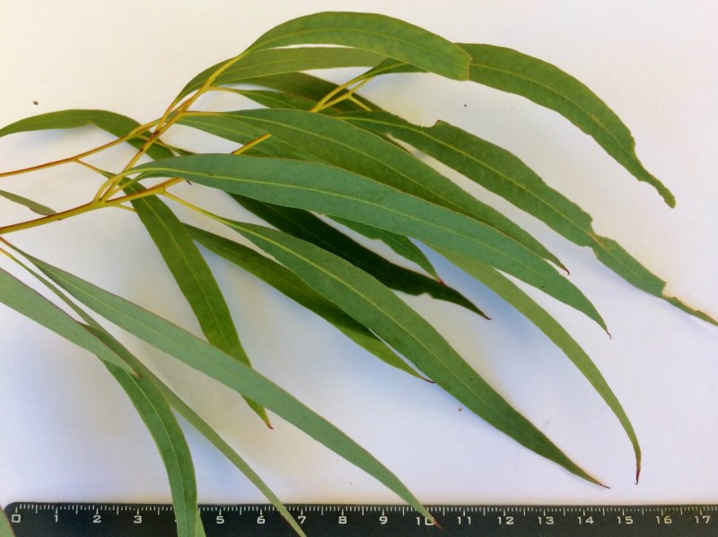 Eucalyptus Radiata