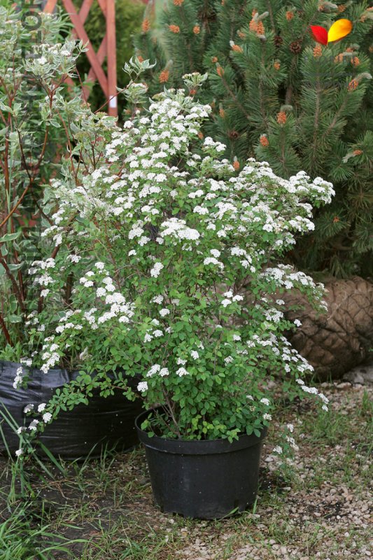 Спирея Вангутта (Spiraea vanhouttei)