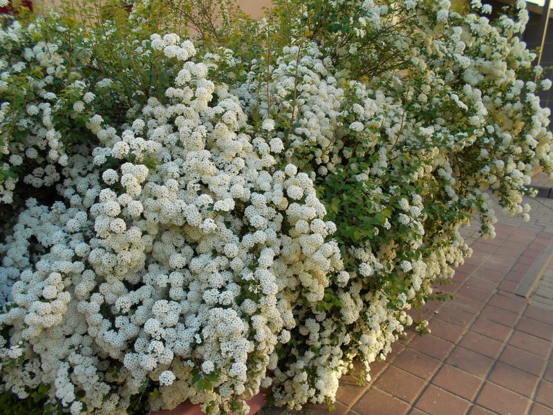 Спирея Ван-Гутта (Spiraea vanhouttei)