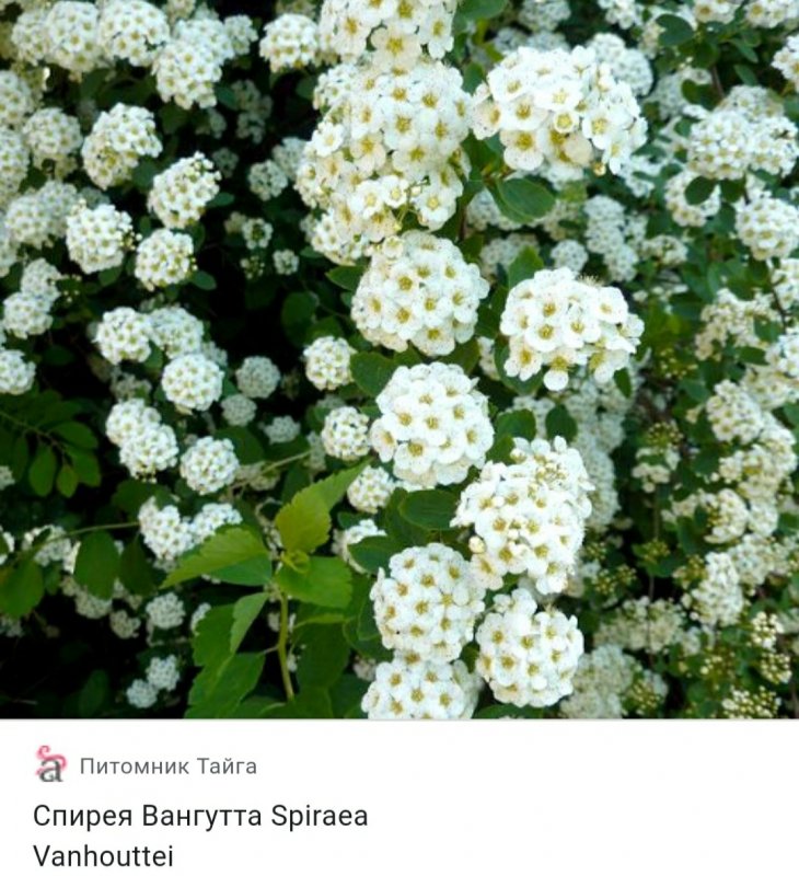 Спирея Вангутта ванхотей