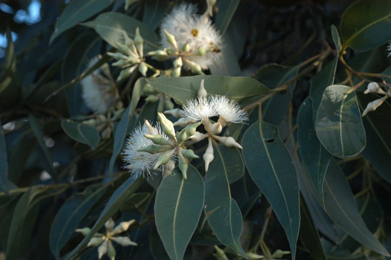 Eucalyptus lehmanniana