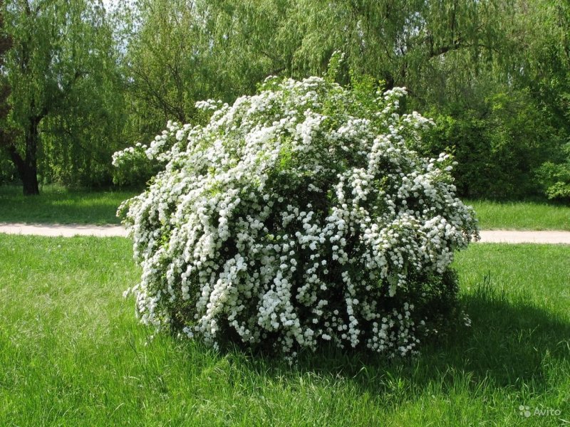 Спирея Вангутта