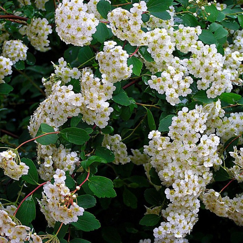 Спирея Вангутта (Spiraea vanhouttei)