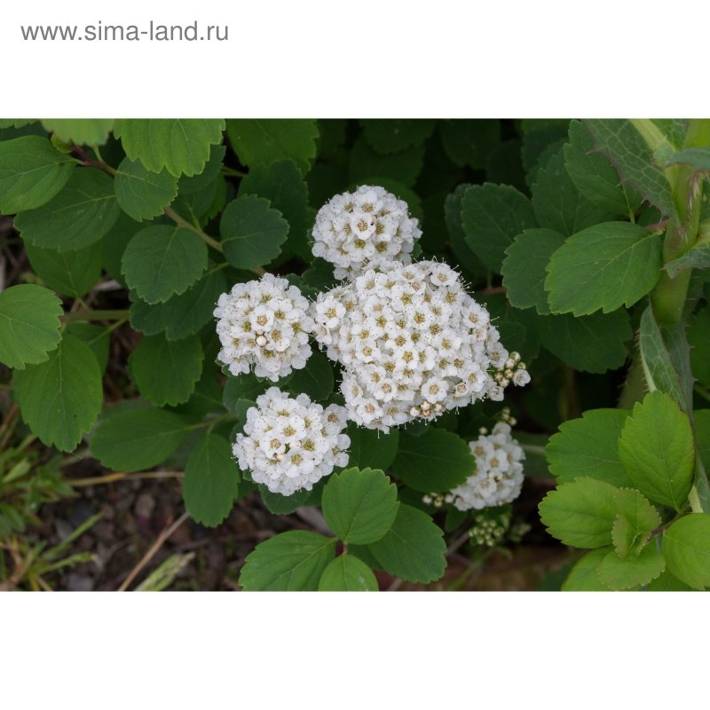 Спирея Вангутта белая