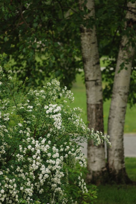 Spiraea x vanhouttei "Medeloch"